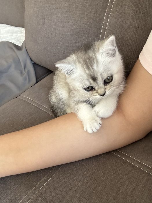 Кошка шотландка