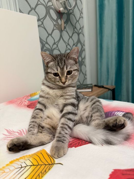 Кошка 6 месяцев, девочка