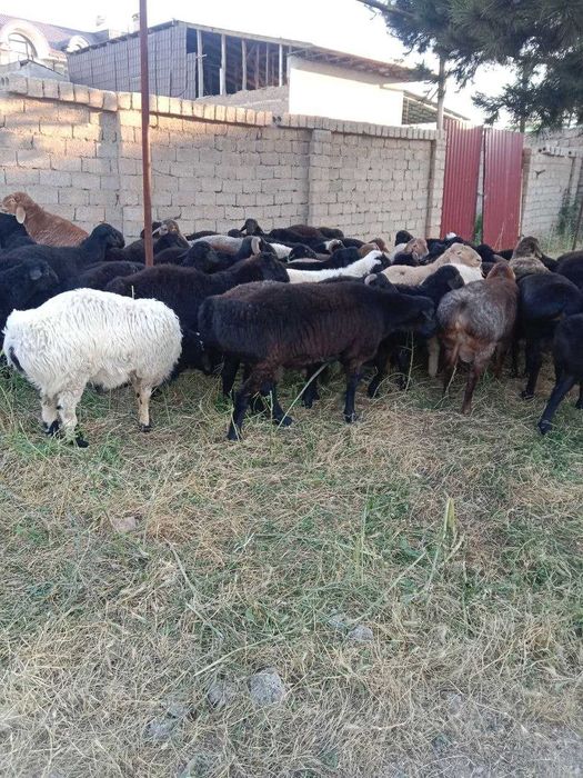 Qurbonlikka qo'ylar bor, qassob xizmati bilan.