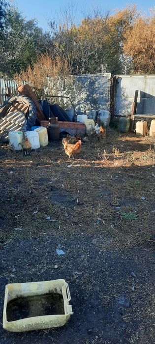 Продам кур дрмашних 15 шт.