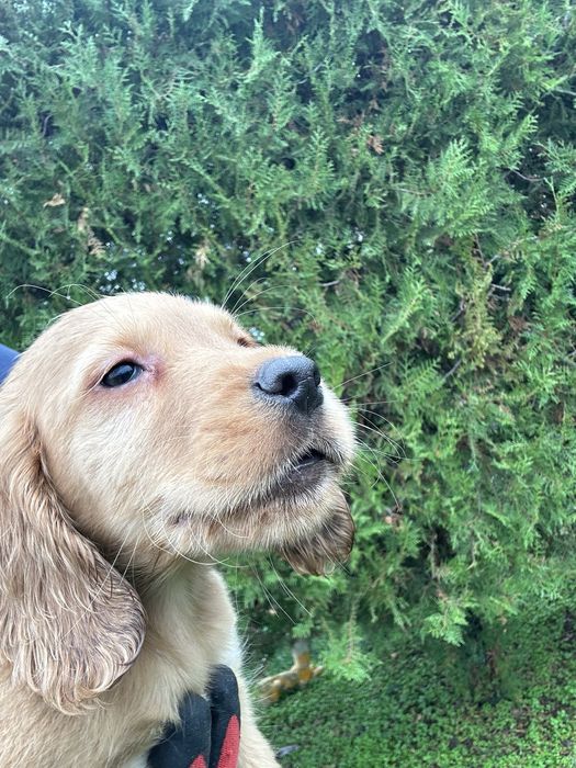 Продавам кокер / лабрадор