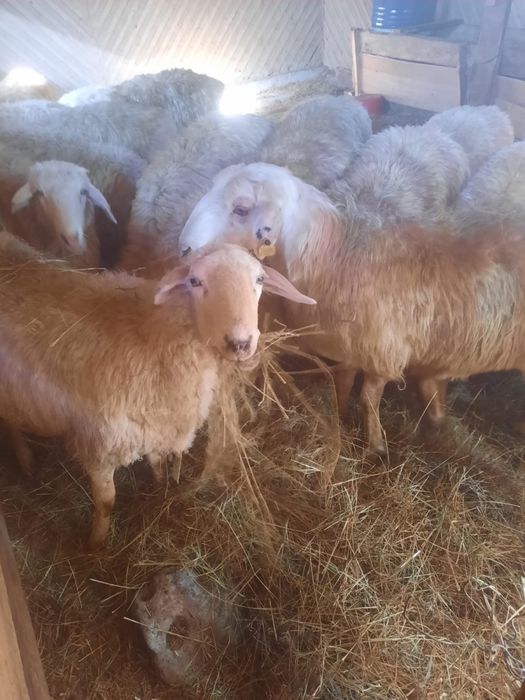 Баран, қой 2-2,6 года