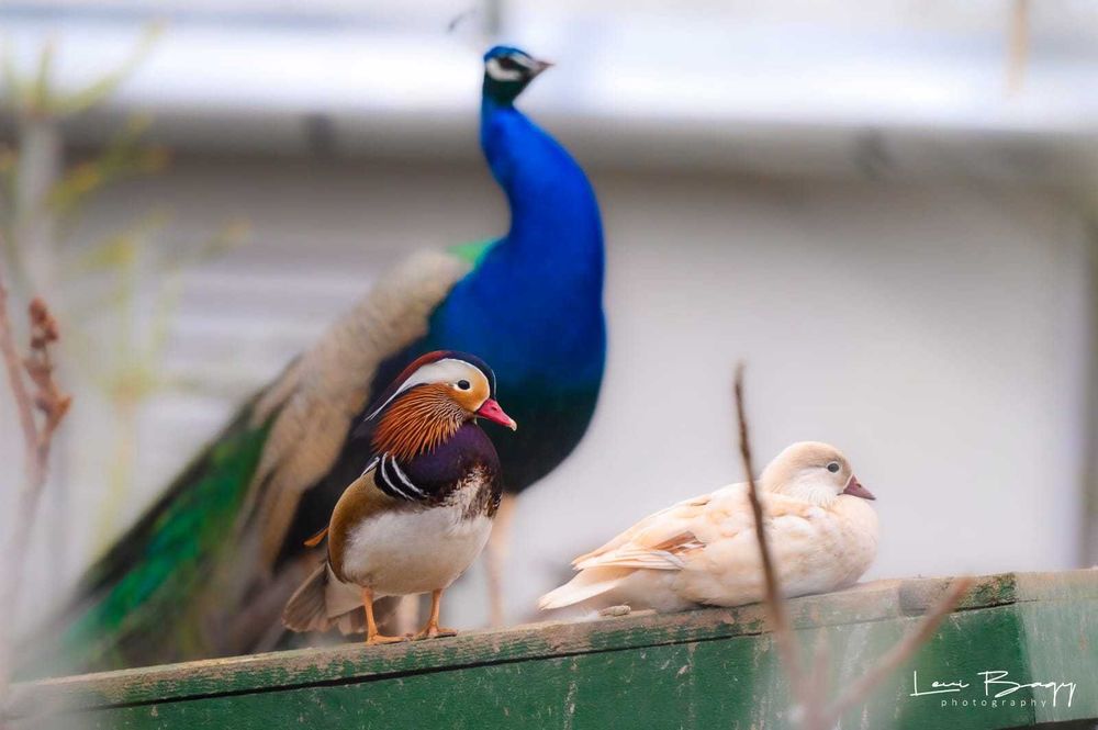 Vând Rațe exotice, de ornament, lebede, gâște