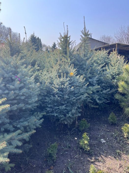 Голубая ель