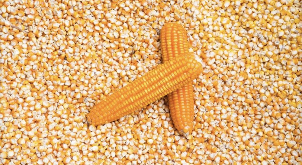 Porumb 2025 România