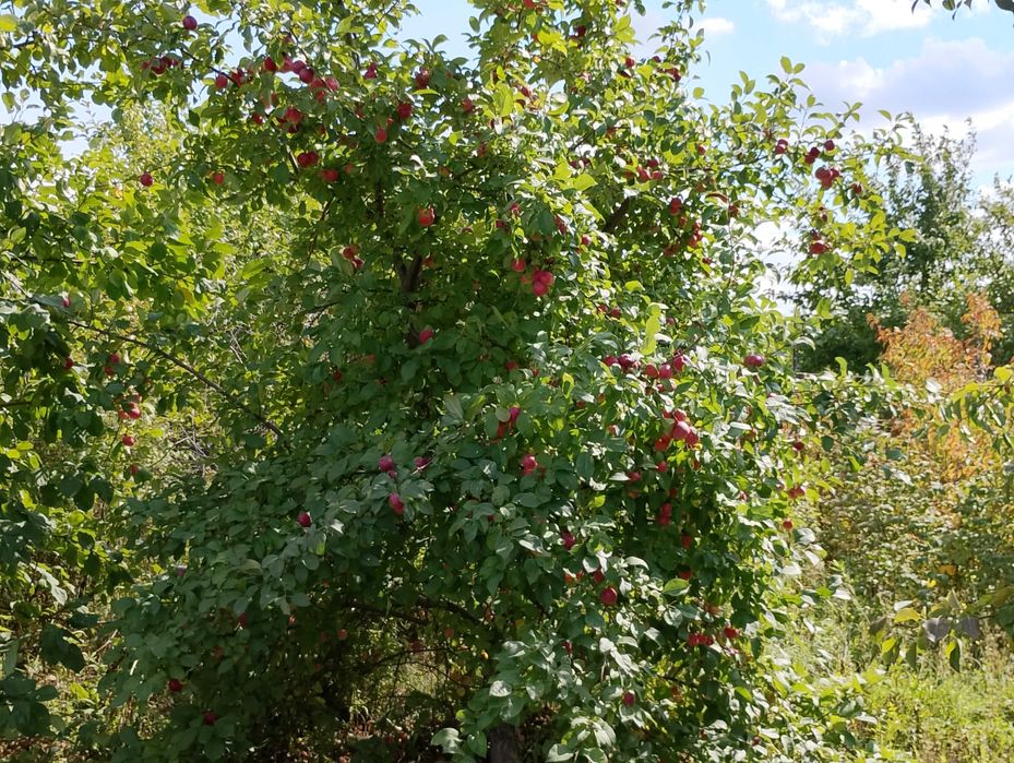 дача Сад Металлург 6 сот