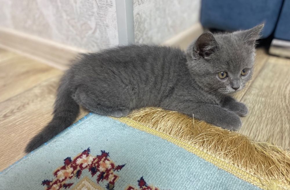 Продам котенка , 2 месяца
