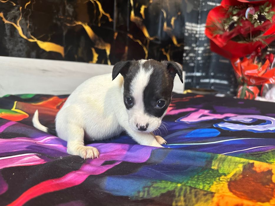 Подарявам кученца