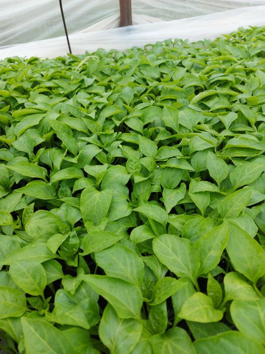 Rasaduri de legume si plante aromatice !