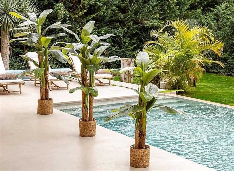 Банан   - Разсад