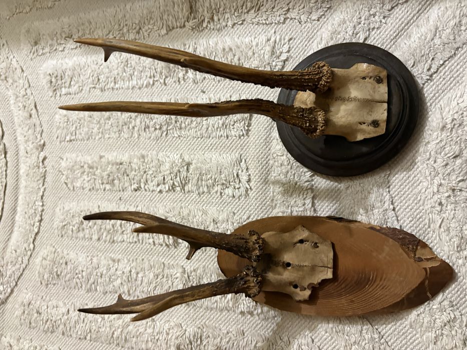 Трофеи   От сръндак