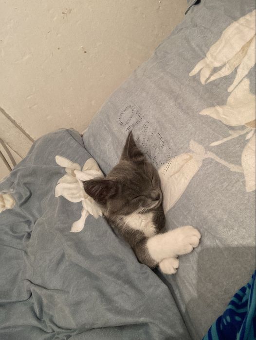 Котенок 3 месяца