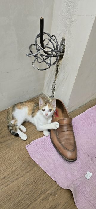 Отдам в хорошие руки котёнка