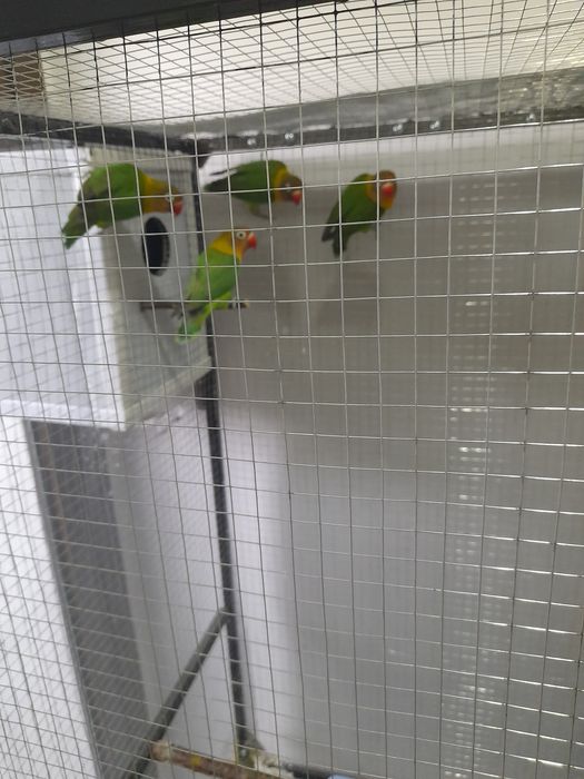 Продаётся попугай