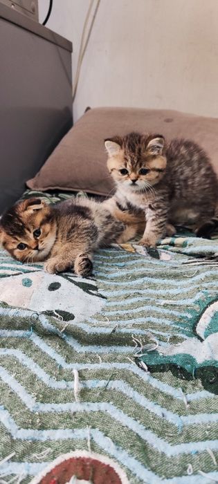 Продам котят шотландцев