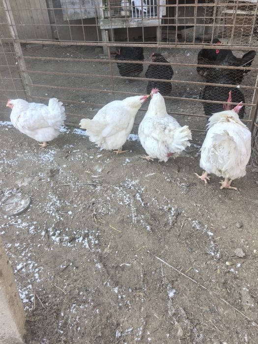 Продават се кокошки