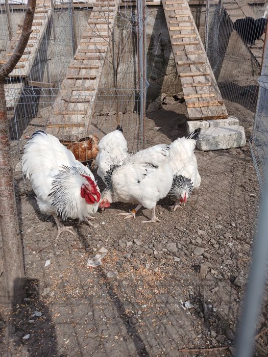 Disponibil pui de rasă, Araucana  și Ameaucana ,și ouă .