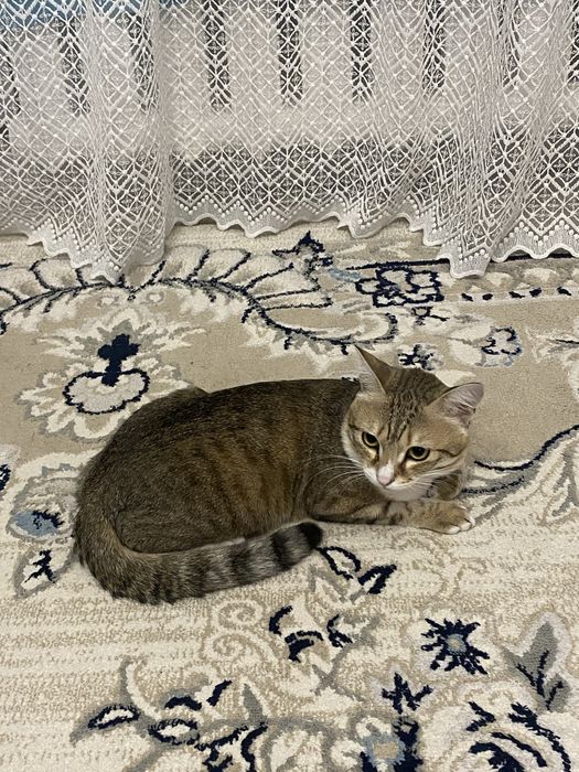 Дарим кота в хорошие руки.