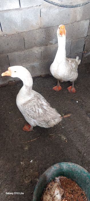 Продам пару гусей  гусака и гусынью