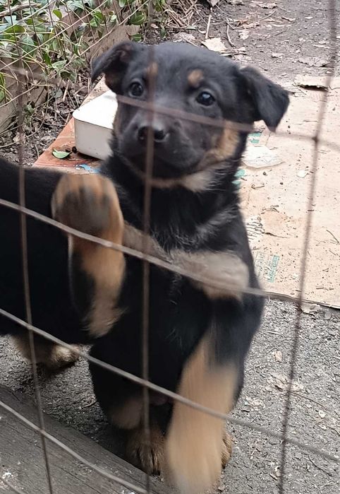 Продам щенков, метисы