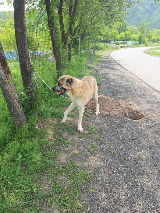 Алабай продаётся