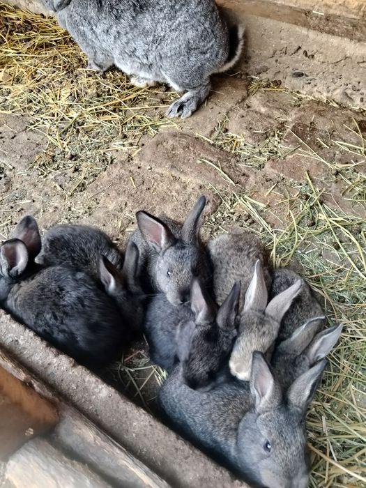 Quyon bolalari sotiladi