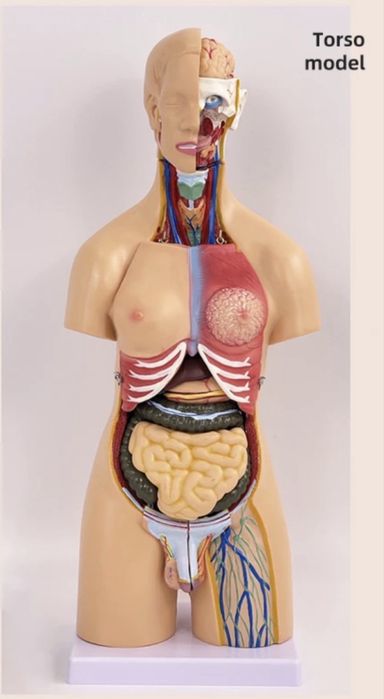 Анатомиический ТОРС макет 55 см 21 частей.Anatomik Tors 55 cm 21 chas