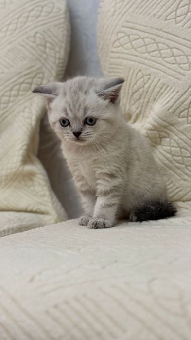 Котёнок девочка