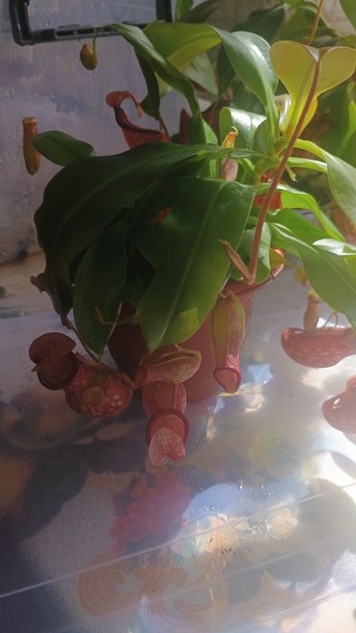 Непентес (кувшиночник)