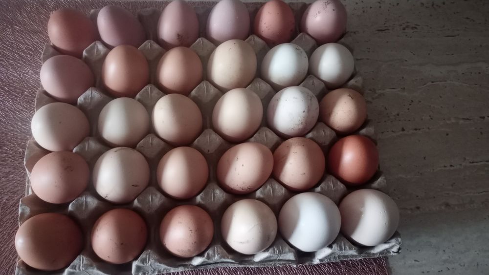 Ouă de casa,din gospodăria proprie