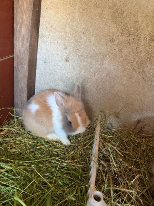 Vând  9 puiii iepuri pitici