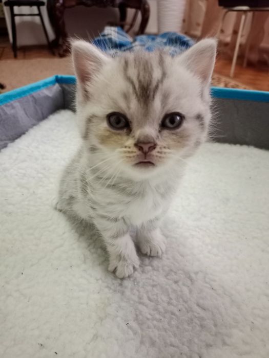 Продам котят скоттиш фолд