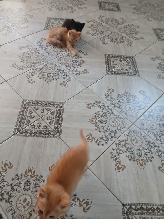 Дарю котят бесплатно