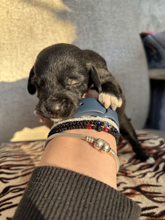 Donez pui de cațel talie mica-medie