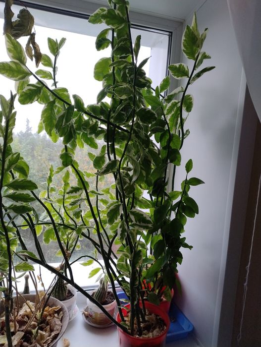 Комнатные цветы продам