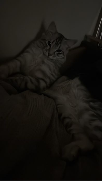 Отдам кота ему пол года