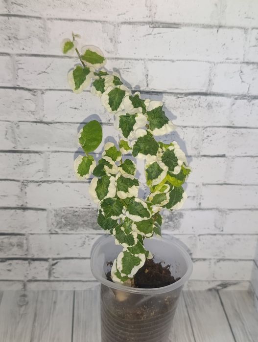 Продам цветы сортовые