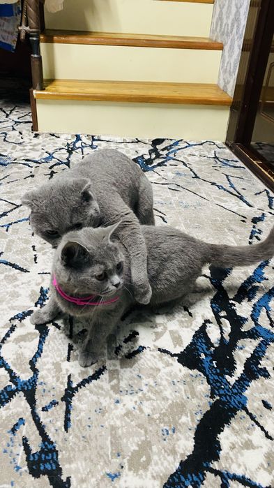 Скотч страит аёл