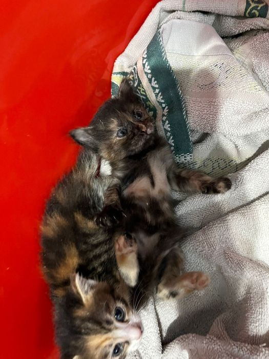 Срочно в добрые руки малыши 1 месяца