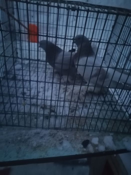 Продам голубей хорошее