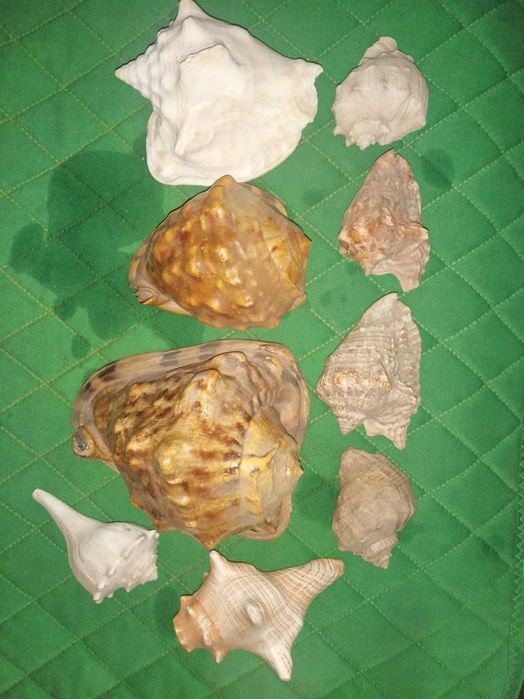 Ракушки для декора