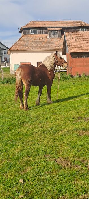 Vând mânz de 2 ani