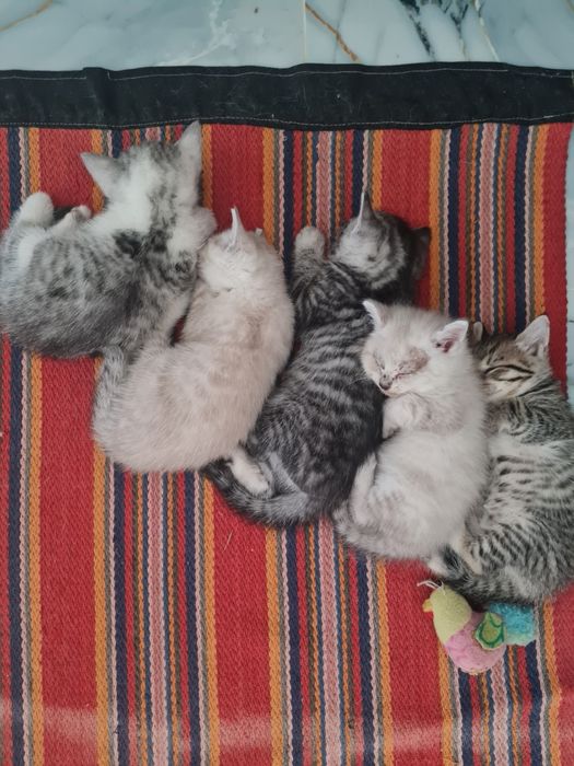 Котята бесплатно