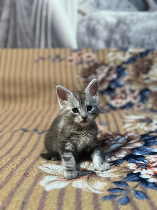 Мейн-Кун котята!