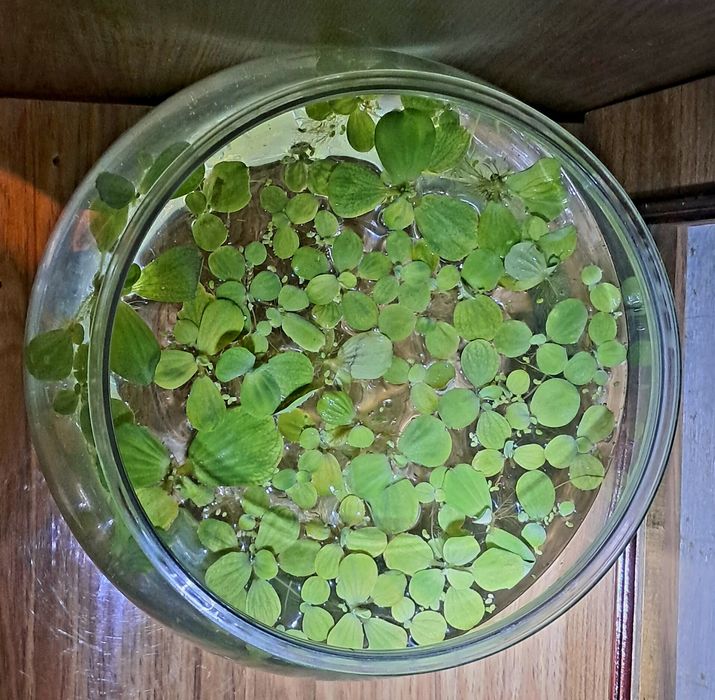 Продам Водяную  капусту (пистию) - аквариумное растение