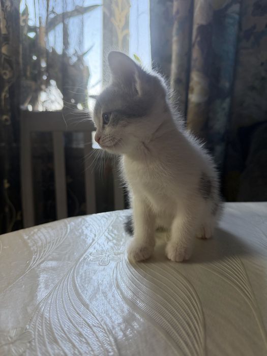 Отдам в добрые руки