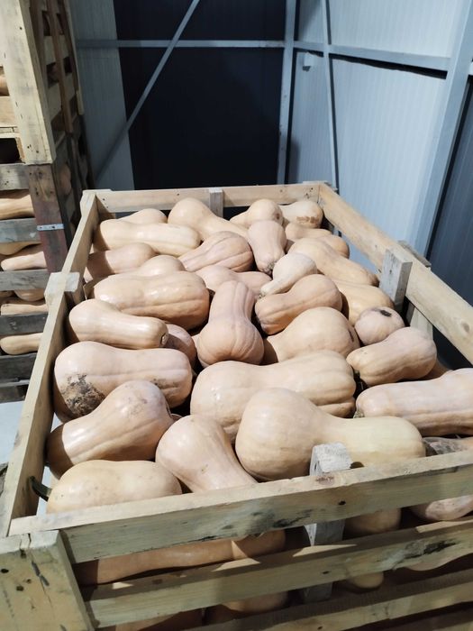 Dovleci plăcintari de vânzare