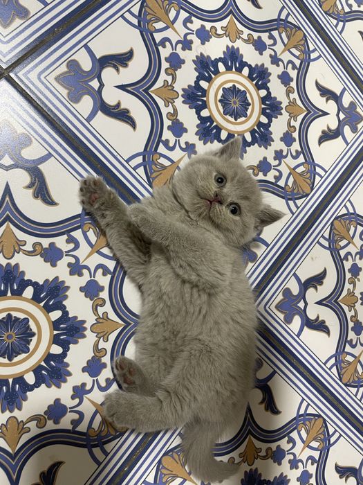 Британские котята