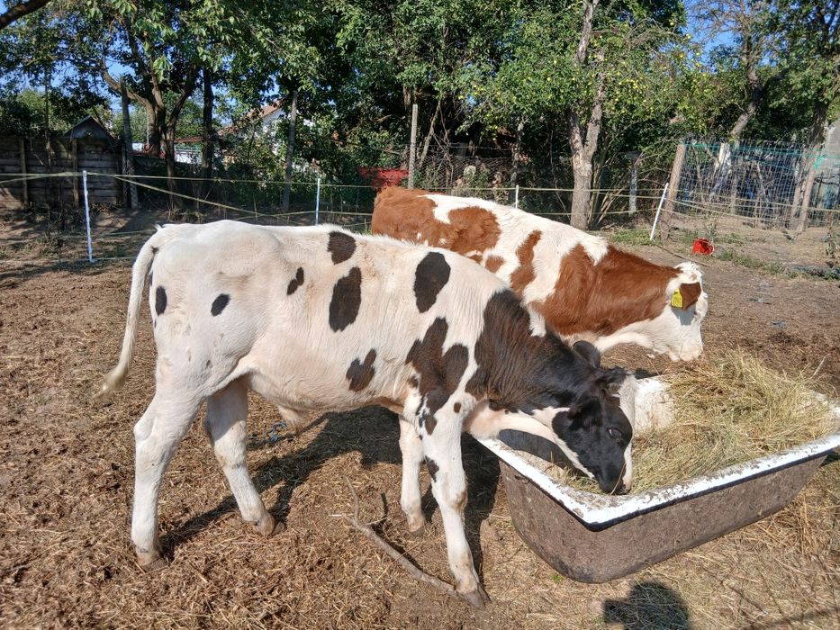 Tăuraș 230-250 kg