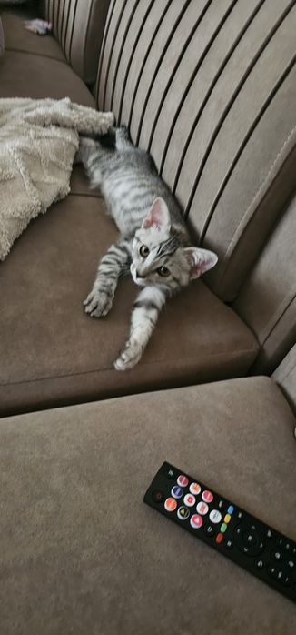 Отдам кота 4 месяца
